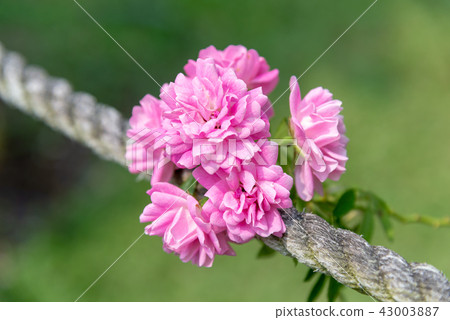 台灣士林官邸花園台灣士林官邸植物總統官邸花園 43003887