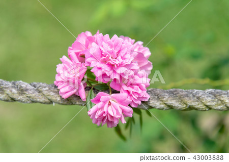 台灣士林官邸花園台灣士林官邸植物總統官邸花園 43003888