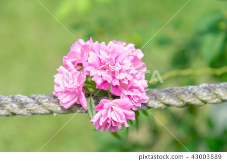 台灣士林官邸花園台灣士林官邸植物總統官邸花園 43003889