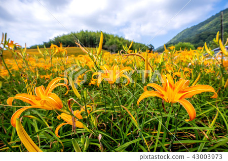 Hualien Taitung Golden Needle Season Orange Daylily Forgetting Grass Golden Needle Flower 43003973