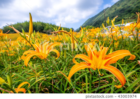 Hualien Taitung Golden Needle Season Orange Daylily Forgetting Grass Golden Needle Flower Hualien Taitung Golden Needle Season Orange Daylily Forgetting Grass Golden Needle Flower 43003974