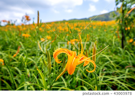 花蓮 台東 金針花季 Orange Daylily 忘れ草 金針花 43003978