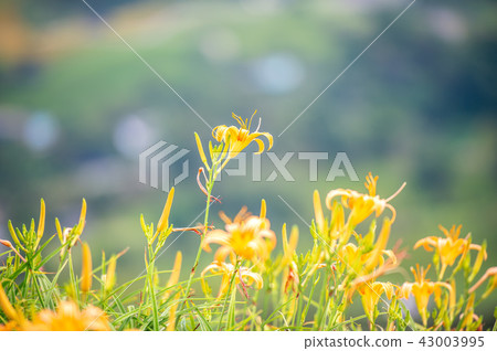 花蓮 台東 金針花季 Orange Daylily 忘れ草 金針花 花蓮 台東 金針花季 Orange Daylily 忘れ草 金針花 43003995