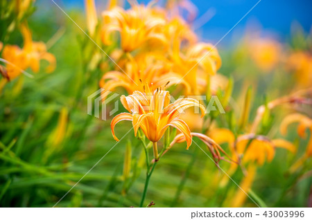 花蓮 台東 金針花季 Orange Daylily 忘れ草 金針花 花蓮 台東 金針花季 Orange Daylily 忘れ草 金針花 43003996
