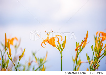 花蓮 台東 金針花季 Orange Daylily 忘れ草 金針花 43003997