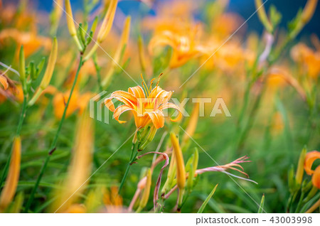 花蓮 台東 金針花季 Orange Daylily 忘れ草 金針花 花蓮 台東 金針花季 Orange Daylily 忘れ草 金針花 43003998