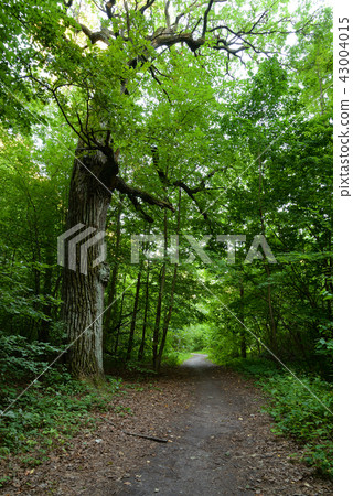 Deciduous forest at summer. Deciduous forest at summer. 43004015