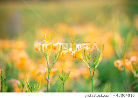 花蓮 台東 金針花季 Orange Daylily 忘れ草 金針花 花蓮 台東 金針花季 Orange Daylily 忘れ草 金針花 43004016