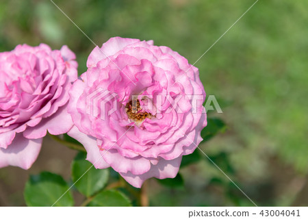 台灣士林官邸花園台灣士林官邸植物總統官邸花園 43004041