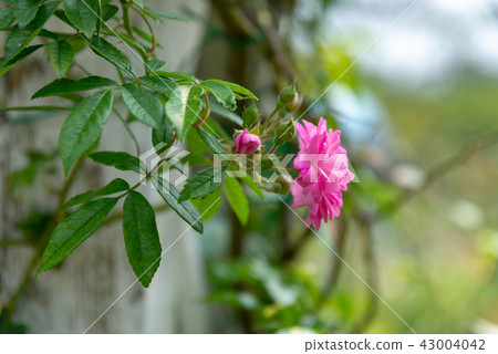 Shilin Official Residence Garden Taiwan Shilin Official Residence Plant Presidential Residence Garden Shilin Official Residence Garden Taiwan Shilin Official Residence Plant Presidential Residence Garden 43004042