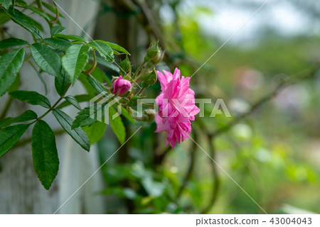 Shilin Official Residence Garden Taiwan Shilin Official Residence Plant Presidential Residence Garden 43004043