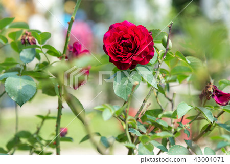 台灣士林官邸花園台灣士林官邸植物總統官邸花園 43004071