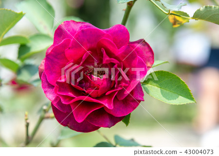 台灣士林官邸花園台灣士林官邸植物總統官邸花園 43004073