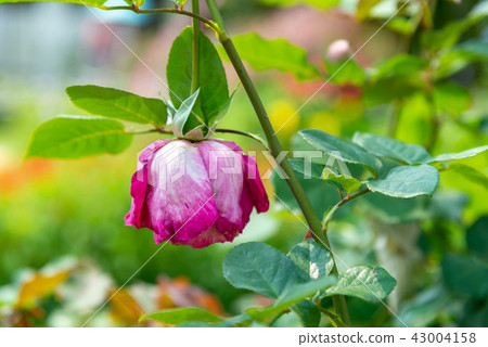 台灣士林官邸花園台灣士林官邸植物總統官邸花園 43004158