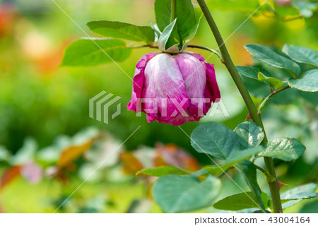 Shilin Official Residence Garden Taiwan Shilin Official Residence Plant Presidential Residence Garden Shilin Official Residence Garden Taiwan Shilin Official Residence Plant Presidential Residence Garden 43004164