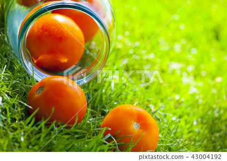 yellow tomato summer garden yellow tomato summer garden 43004192
