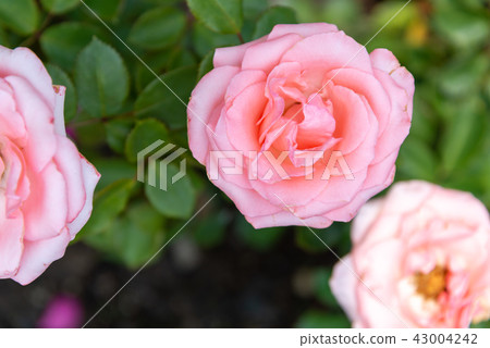 Shilin Official Residence Garden Taiwan Shilin Official Residence Plant Presidential Residence Garden 43004242