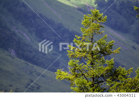 長野縣上高地市 43004311