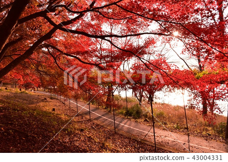 Daishi Dam Fall Scenery Yodogase Park Daishi Dam Fall Scenery Yodogase Park 43004331