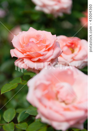 台灣士林官邸花園台灣士林官邸植物總統官邸花園 43004360