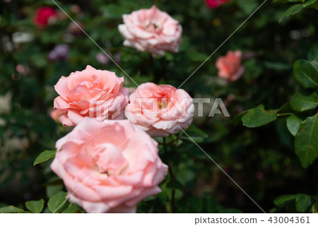 Shilin Official Residence Garden Taiwan Shilin Official Residence Plant Presidential Residence Garden 43004361