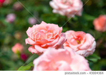 Shilin Official Residence Garden Taiwan Shilin Official Residence Plant Presidential Residence Garden 43004364