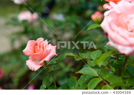 Shilin Official Residence Garden Taiwan Shilin Official Residence Plant Presidential Residence Garden 43004389