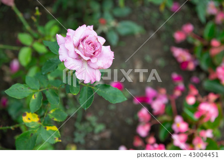 台灣士林官邸花園台灣士林官邸植物總統官邸花園 43004451