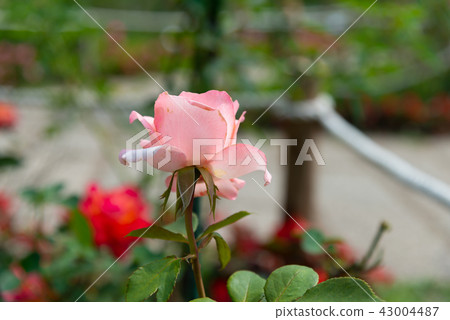 台灣士林官邸花園台灣士林官邸植物總統官邸花園 43004487