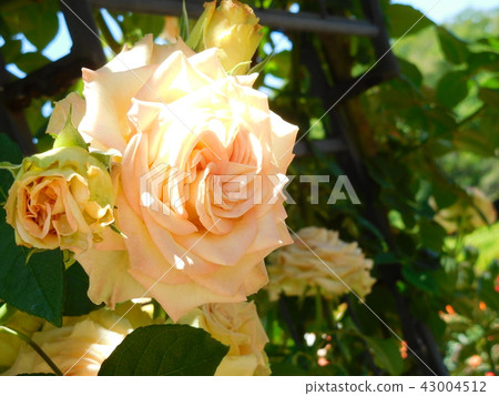 Rose flower Emerald Isle 43004512