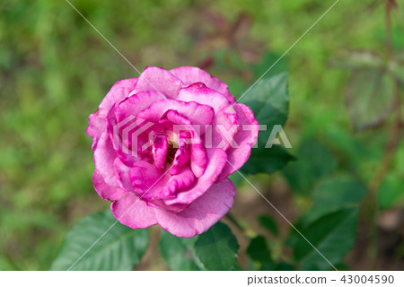 台灣士林官邸花園台灣士林官邸植物總統官邸花園 43004590