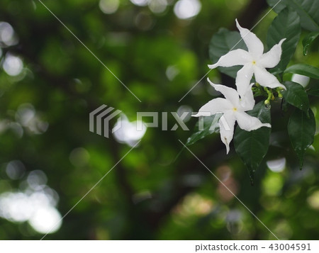 white Gerdenia Crape Jasmine, white flowers white Gerdenia Crape Jasmine, white flowers 43004591