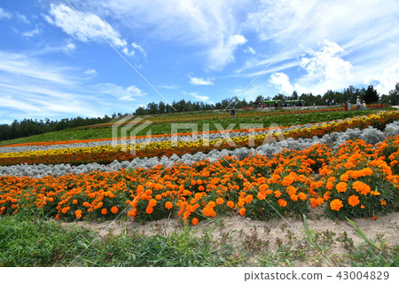 Shikisai Ayako 43004829