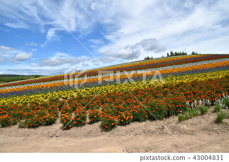 Shikisai Ayako 43004831