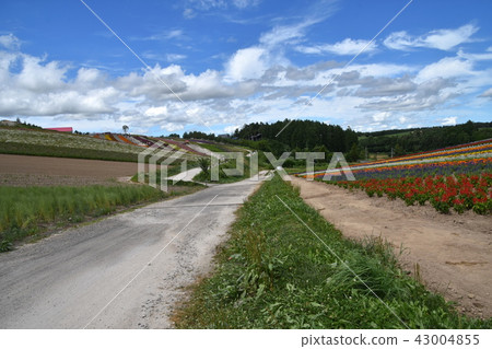 Shikisai Ayako Shikisai Ayako 43004855