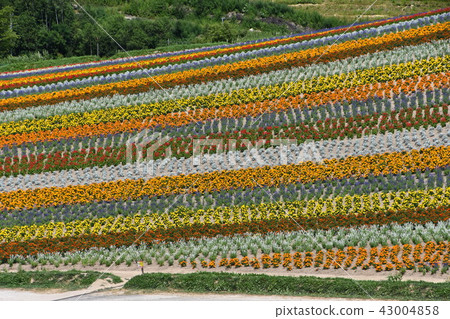 Shikisai Ayako 43004858