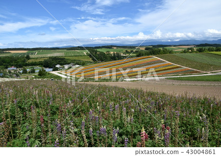 Shikisai Ayako Shikisai Ayako 43004861