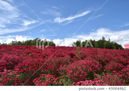 Shikisai Ayako 43004862