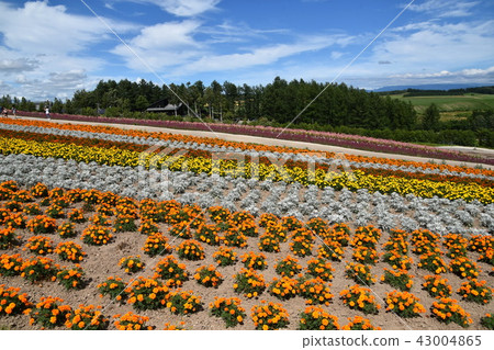 Shikisai Ayako Shikisai Ayako 43004865