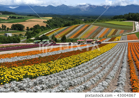 Shikisai Ayako 43004867