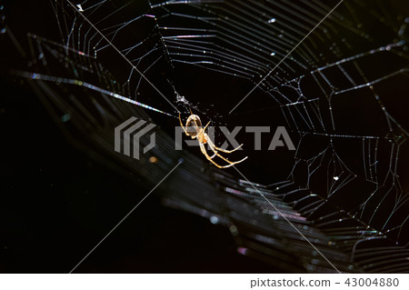 spider on the web in the forest 43004880