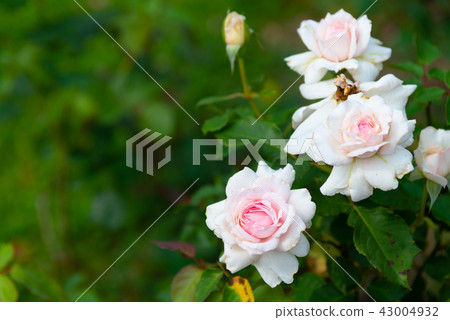 台灣士林官邸花園台灣士林官邸植物總統官邸花園 43004932