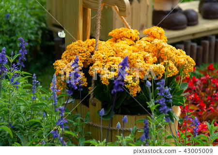 台灣士林官邸花園台灣士林官邸植物總統官邸花園 43005009