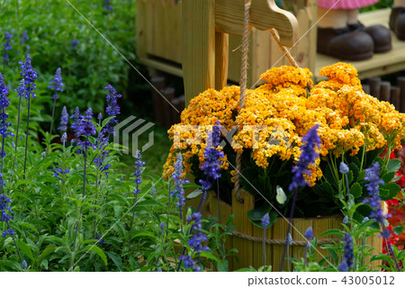 台灣士林官邸花園台灣士林官邸植物總統官邸花園 43005012