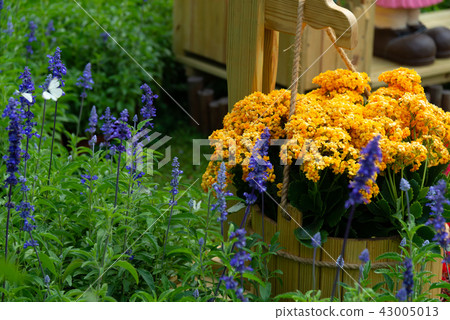 Shilin Official Residence Garden Taiwan Shilin Official Residence Plant Presidential Residence Garden 43005013