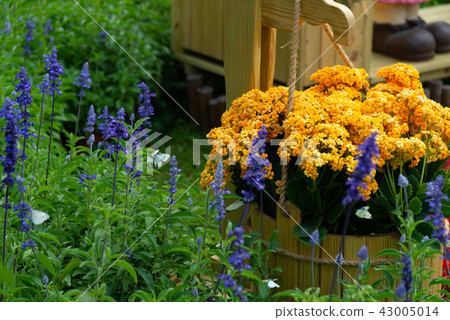 Shilin Official Residence Garden Taiwan Shilin Official Residence Plant Presidential Residence Garden 43005014