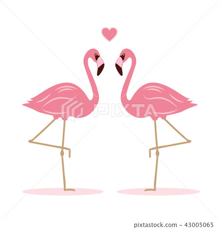 two pink flamingos in love two pink flamingos in love 43005065
