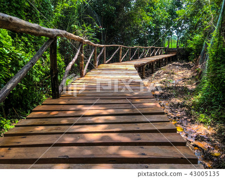 Wooden walkway nature walk on a  forest inThailand 43005135