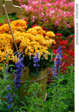 台灣士林官邸花園台灣士林官邸植物總統官邸花園 43005266