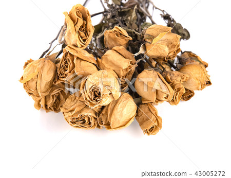 Dried roses on a white background. Dried roses on a white background. 43005272